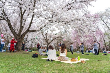 İlkbahar mevsimi güneşli sabahında Hirosaki Park kiraz çiçekleri Matsuri festivali. Ziyaretçiler güzel pembe sakura çiçeklerinin tadını çıkarırlar. Aomori Bölgesi, Tohoku Bölgesi, Japonya - 24 Nisan 2019
