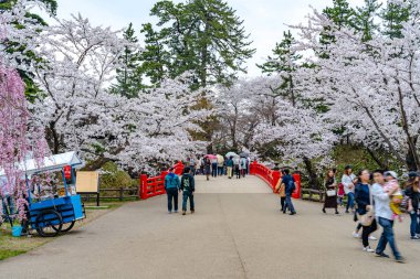 İlkbahar mevsimi güneşli sabahında Hirosaki Park kiraz çiçekleri Matsuri festivali. Ziyaretçiler güzel pembe sakura çiçeklerinin tadını çıkarırlar. Aomori Bölgesi, Tohoku Bölgesi, Japonya - 24 Nisan 2019