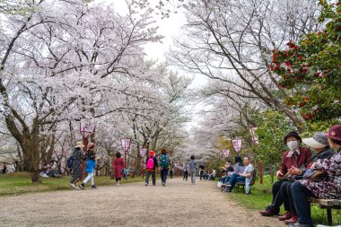 İlkbahar mevsimi güneşli sabahında Hirosaki Park kiraz çiçekleri Matsuri festivali. Ziyaretçiler güzel pembe sakura çiçeklerinin tadını çıkarırlar. Aomori Bölgesi, Tohoku Bölgesi, Japonya - 24 Nisan 2019
