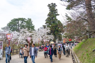 İlkbaharda Hirosaki Park kiraz çiçekleri açar. Festival sırasında burada birçok sokak satıcısı var. Ziyaretçiler güzelliğin tadını çıkarırlar. Çiçekler, yiyecekler ve içecekler. Aomori Bölgesi, Japonya - 24 Nisan 2019