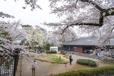 İlkbaharda Hirosaki Park kiraz çiçekleri açar. Festival sırasında burada birçok sokak satıcısı var. Ziyaretçiler güzelliğin tadını çıkarırlar. Çiçekler, yiyecekler ve içecekler. Aomori Bölgesi, Japonya - 24 Nisan 2019