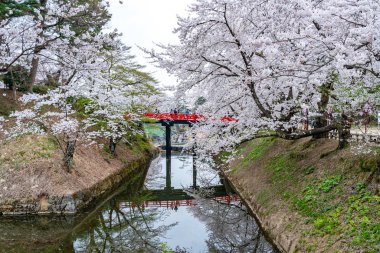 İlkbahar mevsiminde güneşli bir günde Hirosaki Park kiraz çiçekleri açar. Güzel çiçek açan pembe sakura çiçekleri hendekte. Aomori Bölgesi, Tohoku Bölgesi, Japonya - 24 Nisan 2019