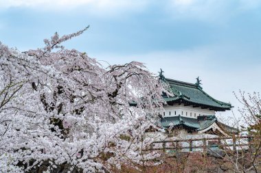 Hirosaki Kale Parkı kiraz çiçekleri ilkbahar mevsiminde güneşli bir sabah. Güzel çiçek açan pembe sakura çiçekleri hendekte. Aomori Bölgesi, Tohoku Bölgesi, Japonya