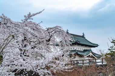 Hirosaki Kale Parkı kiraz çiçekleri ilkbahar mevsiminde güneşli bir sabah. Güzel çiçek açan pembe sakura çiçekleri hendekte. Aomori Bölgesi, Tohoku Bölgesi, Japonya