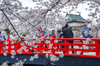 Hirosaki Kale Parkı kiraz çiçekleri ilkbahar mevsiminde güneşli bir sabah. Güzel çiçek açan pembe sakura çiçekleri hendekte. Aomori Bölgesi, Tohoku Bölgesi, Japonya