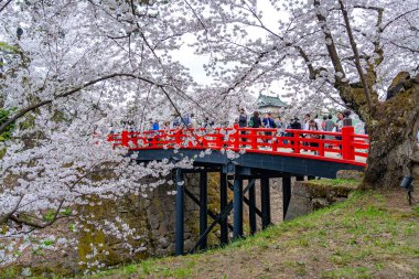 Hirosaki Kale Parkı kiraz çiçekleri ilkbahar mevsiminde güneşli bir sabah. Güzel çiçek açan pembe sakura çiçekleri hendekte. Aomori Bölgesi, Tohoku Bölgesi, Japonya - 24 Nisan 2019