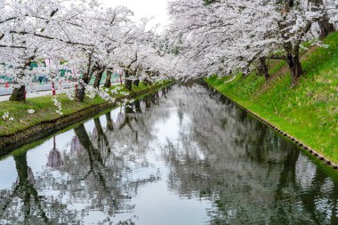 İlkbahar mevsiminde Hirosaki Park kiraz çiçekleri matsuri festivali güzel bir sabah günü. Dış hendekte çiçek açan güzel pembe sakura çiçekleri. Aomori Bölgesi, Tohoku Bölgesi, Japonya