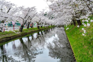 İlkbahar mevsiminde Hirosaki Park kiraz çiçekleri matsuri festivali güzel bir sabah günü. Dış hendekte çiçek açan güzel pembe sakura çiçekleri. Aomori Bölgesi, Tohoku Bölgesi, Japonya - 24 Nisan 2019