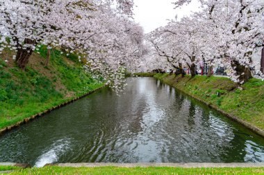 İlkbahar mevsiminde Hirosaki Park kiraz çiçekleri matsuri festivali güzel bir sabah günü. Dış hendekte çiçek açan güzel pembe sakura çiçekleri. Aomori Bölgesi, Tohoku Bölgesi, Japonya - 24 Nisan 2019
