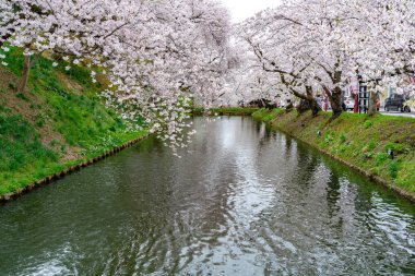 İlkbahar mevsiminde Hirosaki Park kiraz çiçekleri matsuri festivali güzel bir sabah günü. Dış hendekte çiçek açan güzel pembe sakura çiçekleri. Aomori Bölgesi, Tohoku Bölgesi, Japonya - 24 Nisan 2019