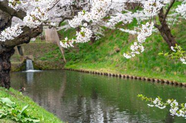 İlkbahar mevsiminde Hirosaki Park kiraz çiçekleri matsuri festivali güzel bir sabah günü. Dış hendekte çiçek açan güzel pembe sakura çiçekleri. Aomori Bölgesi, Tohoku Bölgesi, Japonya