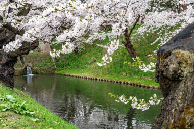 İlkbahar mevsiminde Hirosaki Park kiraz çiçekleri matsuri festivali güzel bir sabah günü. Dış hendekte çiçek açan güzel pembe sakura çiçekleri. Aomori Bölgesi, Tohoku Bölgesi, Japonya