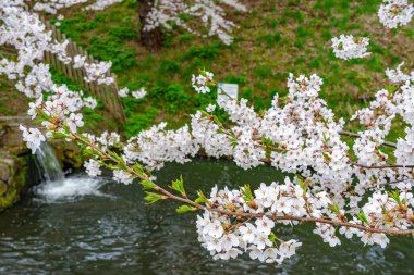 İlkbahar mevsiminde Hirosaki Park kiraz çiçekleri matsuri festivali güzel bir sabah günü. Dış hendekte çiçek açan güzel pembe sakura çiçekleri. Aomori Bölgesi, Tohoku Bölgesi, Japonya