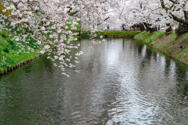 İlkbahar mevsiminde Hirosaki Park kiraz çiçekleri matsuri festivali güzel bir sabah günü. Dış hendekte çiçek açan güzel pembe sakura çiçekleri. Aomori Bölgesi, Tohoku Bölgesi, Japonya - 24 Nisan 2019
