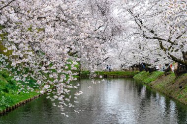 İlkbahar mevsiminde Hirosaki Park kiraz çiçekleri matsuri festivali güzel bir sabah günü. Dış hendekte çiçek açan güzel pembe sakura çiçekleri. Aomori Bölgesi, Tohoku Bölgesi, Japonya - 24 Nisan 2019