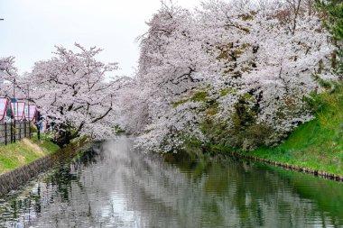 İlkbahar mevsiminde Hirosaki Park kiraz çiçekleri matsuri festivali güzel bir sabah günü. Dış hendekte çiçek açan güzel pembe sakura çiçekleri. Aomori Bölgesi, Tohoku Bölgesi, Japonya - 24 Nisan 2019
