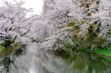 İlkbahar mevsiminde Hirosaki Park kiraz çiçekleri matsuri festivali güzel bir sabah günü. Dış hendekte çiçek açan güzel pembe sakura çiçekleri. Aomori Bölgesi, Tohoku Bölgesi, Japonya