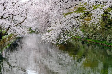 İlkbahar mevsiminde Hirosaki Park kiraz çiçekleri matsuri festivali güzel bir sabah günü. Dış hendekte çiçek açan güzel pembe sakura çiçekleri. Aomori Bölgesi, Tohoku Bölgesi, Japonya