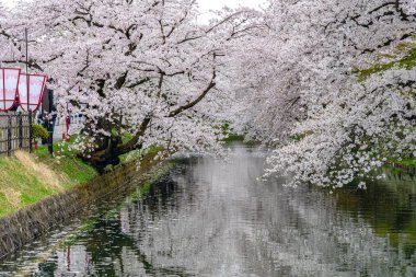 İlkbahar mevsiminde Hirosaki Park kiraz çiçekleri matsuri festivali güzel bir sabah günü. Dış hendekte çiçek açan güzel pembe sakura çiçekleri. Aomori Bölgesi, Tohoku Bölgesi, Japonya