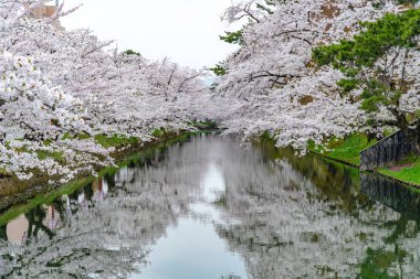 İlkbahar mevsiminde Hirosaki Park kiraz çiçekleri matsuri festivali güzel bir sabah günü. Dış hendekte çiçek açan güzel pembe sakura çiçekleri. Aomori Bölgesi, Tohoku Bölgesi, Japonya