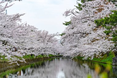 İlkbahar mevsiminde Hirosaki Park kiraz çiçekleri matsuri festivali güzel bir sabah günü. Dış hendekte çiçek açan güzel pembe sakura çiçekleri. Aomori Bölgesi, Tohoku Bölgesi, Japonya