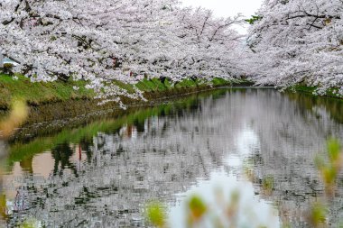 İlkbahar mevsiminde Hirosaki Park kiraz çiçekleri matsuri festivali güzel bir sabah günü. Dış hendekte çiçek açan güzel pembe sakura çiçekleri. Aomori Bölgesi, Tohoku Bölgesi, Japonya