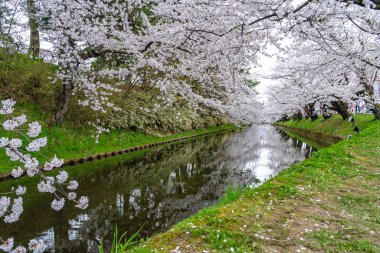 İlkbahar mevsiminde Hirosaki Park kiraz çiçekleri matsuri festivali güzel bir sabah günü. Dış hendekte çiçek açan güzel pembe sakura çiçekleri. Aomori Bölgesi, Tohoku Bölgesi, Japonya