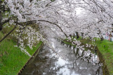 İlkbahar mevsiminde Hirosaki Park kiraz çiçekleri matsuri festivali güzel bir sabah günü. Dış hendekte çiçek açan güzel pembe sakura çiçekleri. Aomori Bölgesi, Tohoku Bölgesi, Japonya