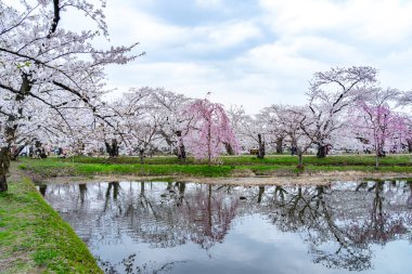 İlkbahar mevsiminde Hirosaki Park kiraz çiçekleri matsuri festivali güzel bir sabah günü. Güzel çiçek açan pembe sakura çiçekleri batı hendeğinde. Aomori Bölgesi, Tohoku Bölgesi, Japonya