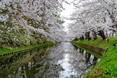 İlkbahar mevsiminde Hirosaki Park kiraz çiçekleri matsuri festivali güzel bir sabah günü. Dış hendekte çiçek açan güzel pembe sakura çiçekleri. Aomori Bölgesi, Tohoku Bölgesi, Japonya