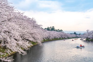İlkbahar mevsiminde Hirosaki Park kiraz çiçekleri matsuri festivali güzel bir sabah günü. Güzel çiçek açan pembe sakura çiçekleri batı hendeğinde. Aomori Bölgesi, Tohoku Bölgesi, Japonya - 24 Nisan 2019