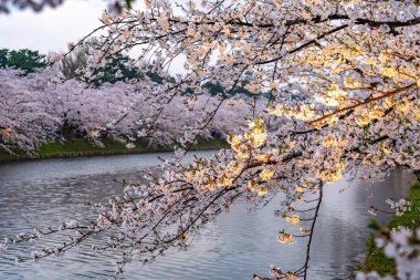 İlkbahar mevsiminde Hirosaki Park kiraz çiçekleri matsuri festivali. Güzellik çiçek açan pembe sakura çiçekleri gece batı hendeğinde parlar. Aomori Bölgesi, Tohoku Bölgesi, Japonya