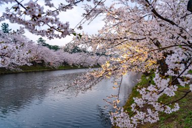 İlkbahar mevsiminde Hirosaki Park kiraz çiçekleri matsuri festivali. Güzellik çiçek açan pembe sakura çiçekleri gece batı hendeğinde parlar. Aomori Bölgesi, Tohoku Bölgesi, Japonya