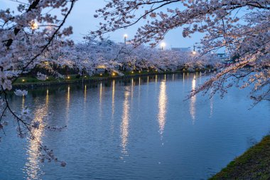 İlkbahar mevsiminde Hirosaki Park kiraz çiçekleri matsuri festivali. Güzellik çiçek açan pembe sakura çiçekleri gece batı hendeğinde parlar. Aomori Bölgesi, Tohoku Bölgesi, Japonya