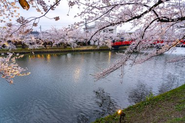 İlkbahar mevsiminde Hirosaki Park kiraz çiçekleri matsuri festivali. Batı hendeğindeki Shunyo-bashi Köprüsü 'nde güzel çiçek açan pembe sakura çiçekleri. Aomori Bölgesi, Tohoku Bölgesi, Japonya - 24 Nisan 2019
