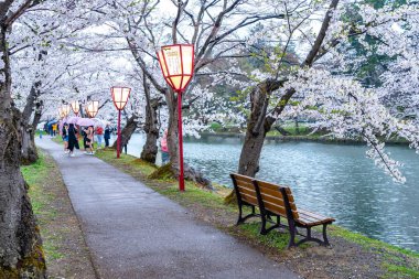 İlkbahar mevsiminde Hirosaki Park kiraz çiçekleri matsuri festivali. Güzel çiçek açan pembe sakura çiçek tüneli batı hendeğinde. Aomori Bölgesi, Tohoku Bölgesi, Japonya - 24 Nisan 2019