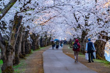 İlkbahar mevsiminde Hirosaki Park kiraz çiçekleri matsuri festivali. Güzel çiçek açan pembe sakura çiçek tüneli batı hendeğinde. Aomori Bölgesi, Tohoku Bölgesi, Japonya - 24 Nisan 2019