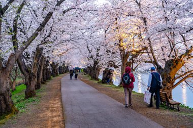 İlkbahar mevsiminde Hirosaki Park kiraz çiçekleri matsuri festivali. Güzel çiçek açan pembe sakura çiçek tüneli batı hendeğinde. Aomori Bölgesi, Tohoku Bölgesi, Japonya - 24 Nisan 2019