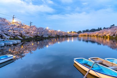 İlkbahar mevsiminde Hirosaki Park kiraz çiçekleri matsuri festivali. Güzellik çiçek açan pembe sakura çiçekleri gece batı hendeğinde parlar. Aomori Bölgesi, Tohoku Bölgesi, Japonya