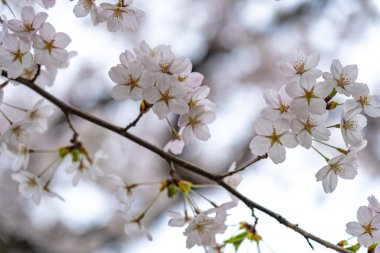 İlkbahar güneşli bir günde çiçek açan güzel pembe kiraz çiçeklerini (sakura) kapatın. Güzellik doğal arka plan