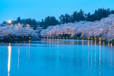 İlkbahar mevsiminde Hirosaki Park kiraz çiçekleri matsuri festivali. Güzellik çiçek açan pembe sakura çiçekleri gece batı hendeğinde parlar. Aomori Bölgesi, Tohoku Bölgesi, Japonya