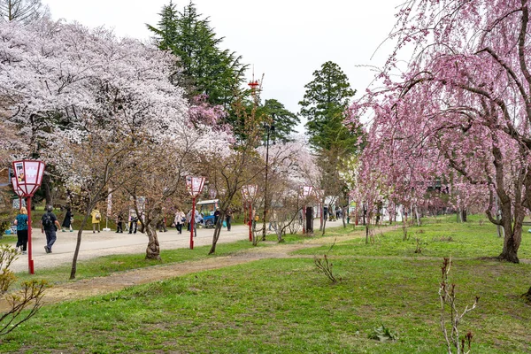 弘前公園桜まつり春の季節の晴れた日の朝。満開のピンクの桜を楽しむことができます。青森県、東北地方、 2019年4月24日 — ストック写真