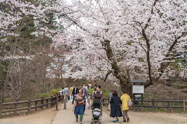 Hirosaki Park cherry blossoms Matsuri festival in springtime season sunny day morning. visitors enjoy beauty full bloom pink sakura flowers. Aomori Prefecture, Tohoku Region, Japan - April 24, 2019 — Stock Photo, Image