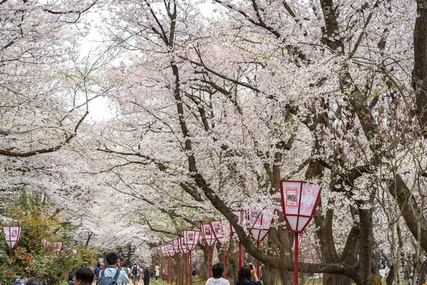 Hirosaki Park cherry blossoms Matsuri festival in springtime season sunny day morning. visitors enjoy beauty full bloom pink sakura flowers. Aomori Prefecture, Tohoku Region, Japan - April 24, 2019 — Stock Photo, Image