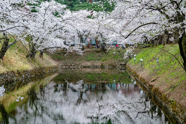 Hirosaki Park körsbär blommar på våren säsongen solig dag morgon. Skönhet full blom rosa sakura blommor vid inre vallgrav. Aomori prefektur, Tohoku-regionen, Japan — Stockfoto