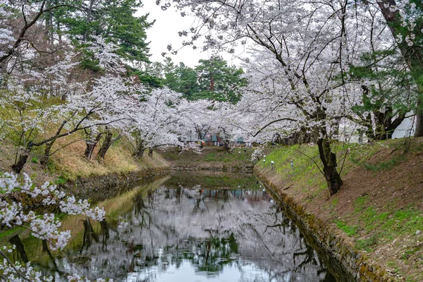 Hirosaki Park cherry blossoms in springtime season sunny day morning. Beauty full bloom pink sakura flowers at inner moat. Aomori Prefecture, Tohoku Region, Japan - April 24, 2019 — Stock Photo, Image