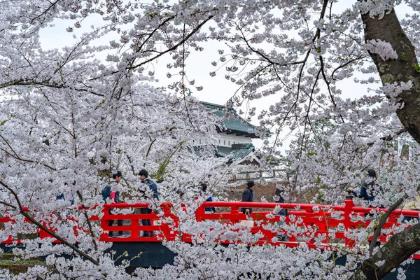 Hirosaki Kale Parkı kiraz çiçekleri ilkbahar mevsiminde güneşli bir sabah. Güzel çiçek açan pembe sakura çiçekleri hendekte. Aomori Bölgesi, Tohoku Bölgesi, Japonya - 24 Nisan 2019 — Stok fotoğraf