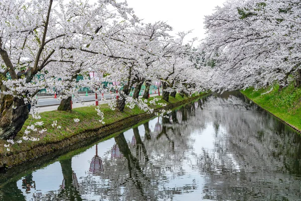 Hirosaki park cherry blossoms matsuri festival in springtime season beautiful morning day. Beauty full bloom pink sakura flowers at outer moat. Aomori Prefecture, Tohoku Region, Japan — Stock Photo, Image