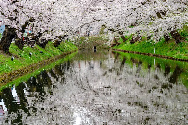 广崎公园樱花盛开,是春季佳节美丽的早晨. 外面的护城河上，美丽的粉红色樱花盛开。 日本东北地区青森县 — 图库照片