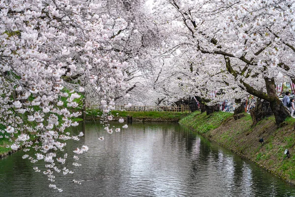 Hirosaki park cherry blossoms matsuri festival in springtime season beautiful morning day. Beauty full bloom pink sakura flowers at outer moat. Aomori Prefecture, Tohoku Region, Japan - April 24, 2019 — Stock Photo, Image